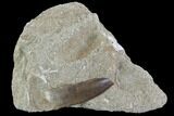 Fossil Plesiosaur (Zarafasaura) Tooth In Rock - Morocco #95089-1